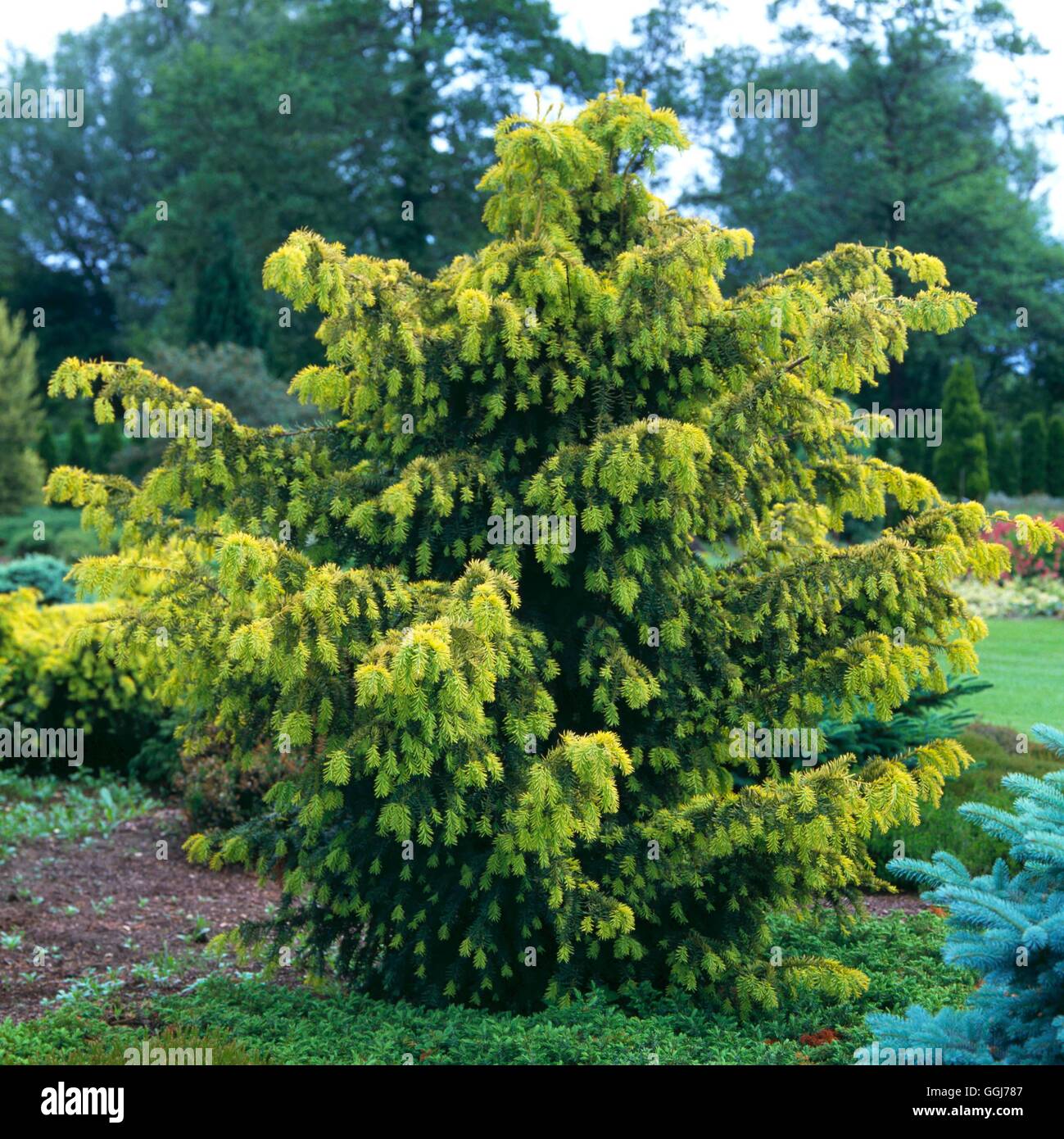 Taxus baccata - `Dovastonii Aurea' (Syn. T. b `Dovastonii Aurea Pendula')   CON045200     Photos Hor Stock Photo